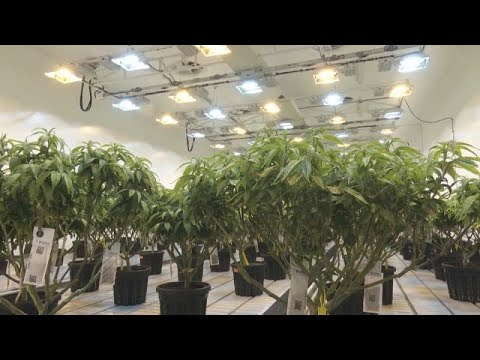 La Macedonia del Nord guarda a Amsterdam: marijuana 'più libera'