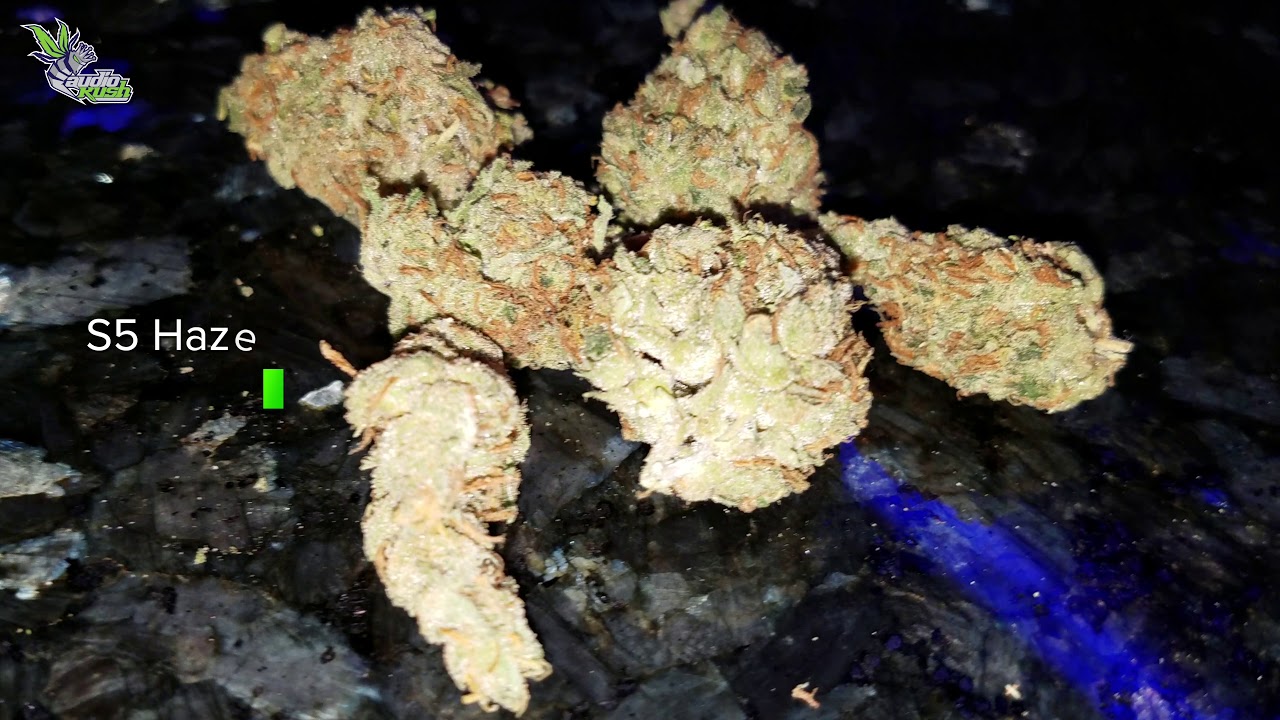 Viewing Entries at Galaxy Coffeeshop Den Haag • Jack Herer Cup Amsterdam 2020