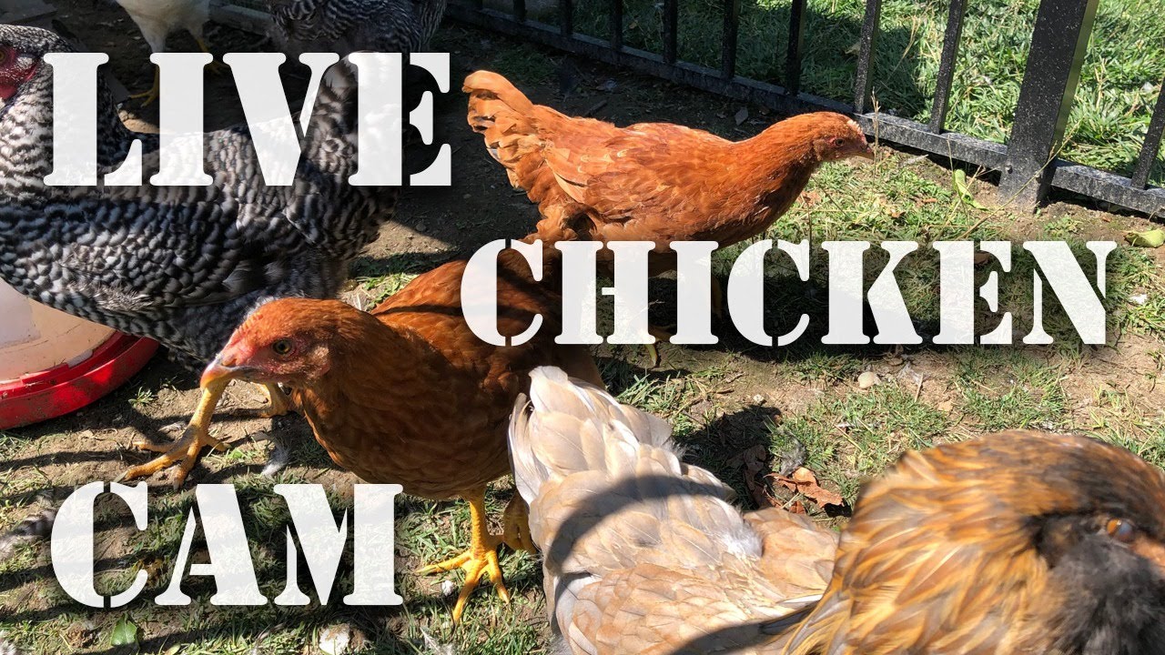Hungry Hens - Live Streaming Chicken ? Coop Cam - Where YOU Can Feed Us Online! - Wildlife Camera