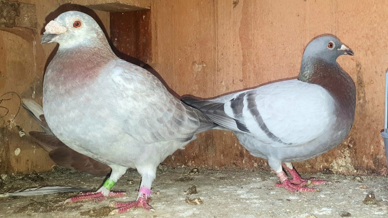 This weather is terrible for pigeons!