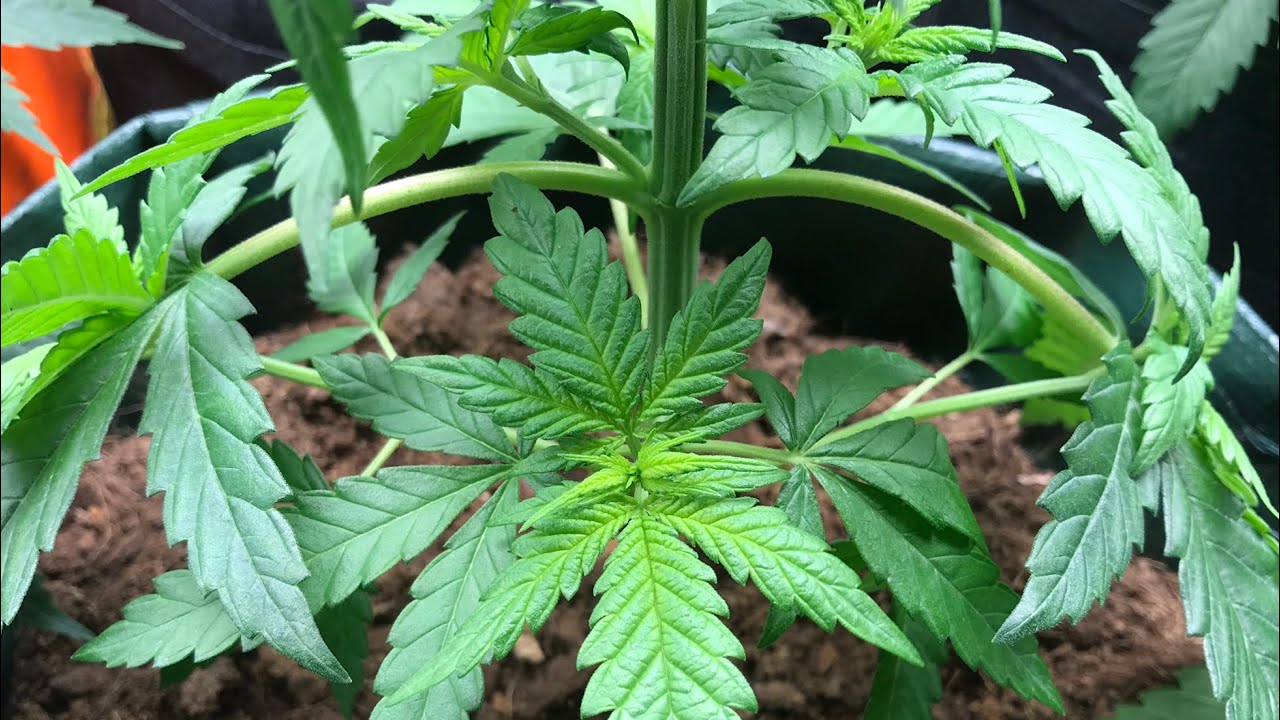 Cannabis. Бесплатная раздача каннабис + инфо. Любимый кофешоп, Amsterdam