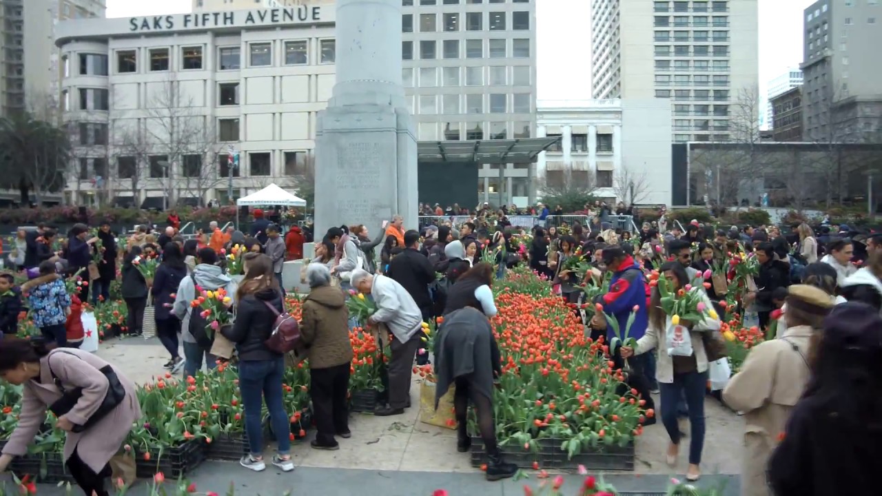 2018 American Tulip Day - 100,000 Tulip for Everyone!