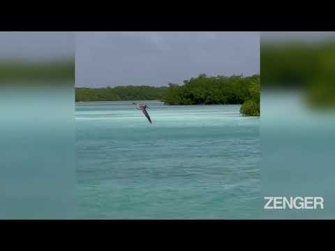 Tickled Pink: The Flamingo Rescuer Saving Birds With A Caring Cuddle