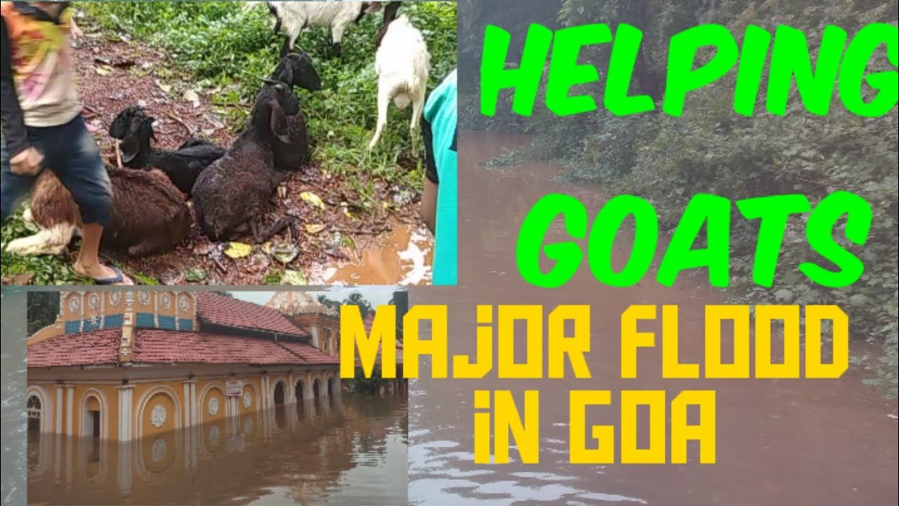MAJOR FLOOD IN GOA (Helping Goats)