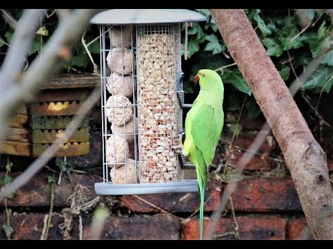 Live Streaming Bird Feeder Cam - 01-04-22 - What will you see? ?