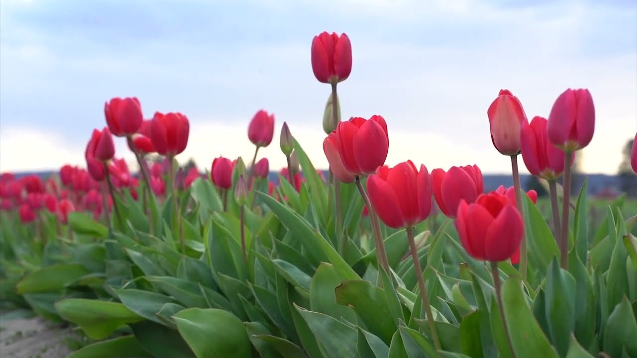 Skagit County Tulip Festival 2022