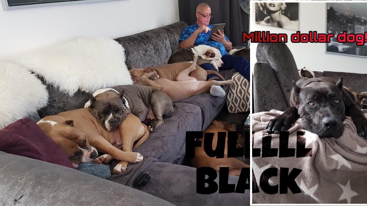 How many XL American (Bully) Pitbulls do we own?