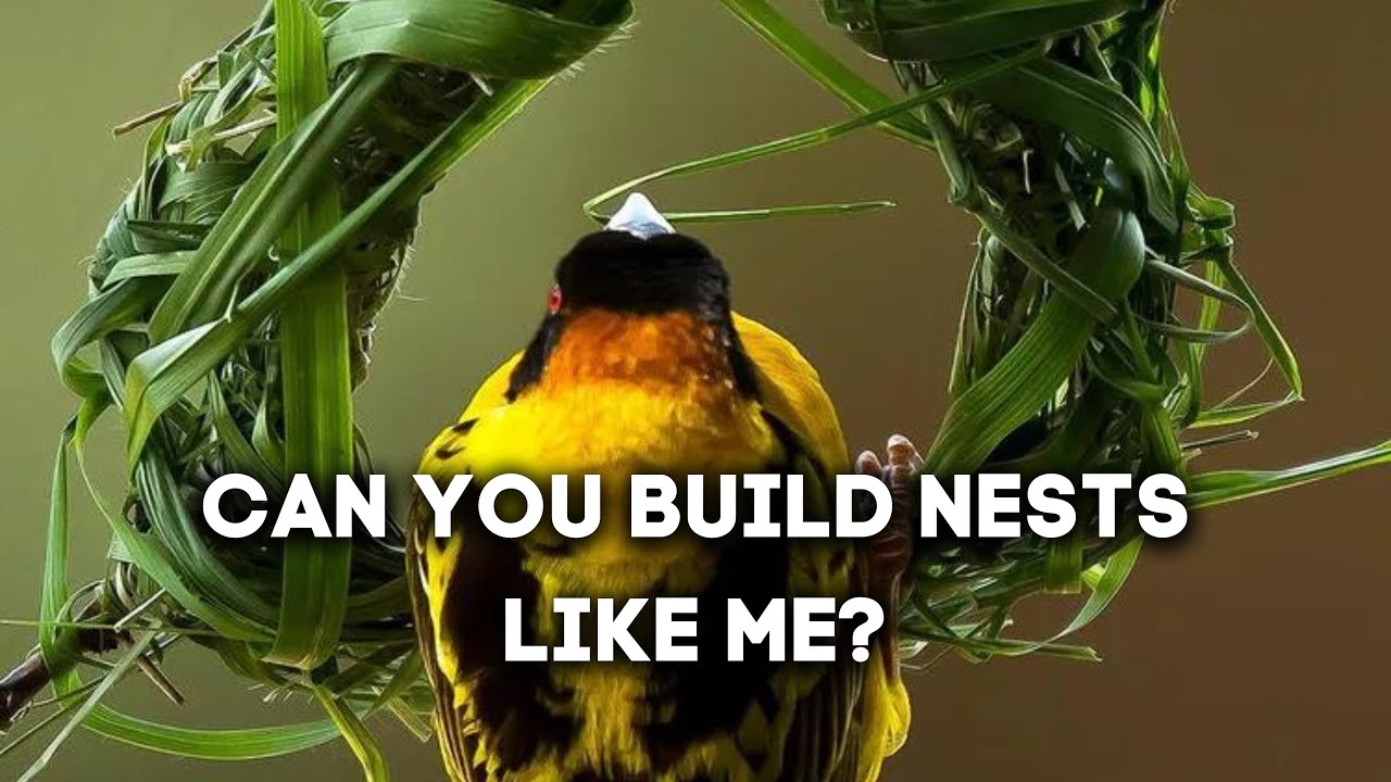 Facts About Weaver Bird  #facts #birds