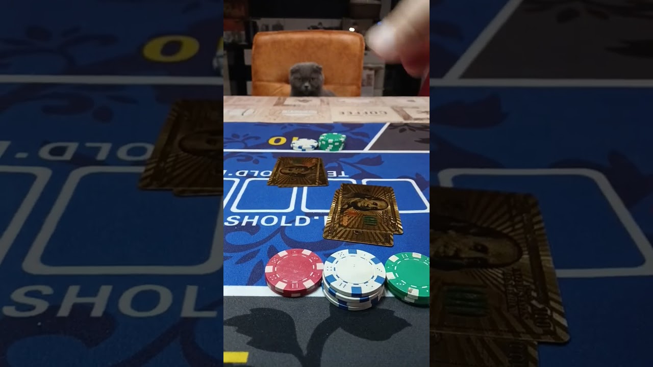 #blackjack #casino #casinogames #casinoonline #how #poker #tournament #win #chips #cat #fannyvideo